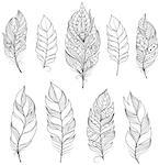 Vector illustration of feathers on white backgrounds