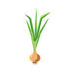 Fresh Onion Primitive Realistic Illustration. Flat Bright Color Vector Icon Isolated On White Background.