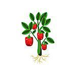 Fresh Sweet Pepper Primitive Realistic Illustration. Flat Bright Color Vector Icon Isolated On White Background.