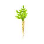Fresh White Carrot Primitive Realistic Illustration. Flat Bright Color Vector Icon Isolated On White Background.