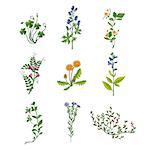 Wild Flowers Hand Drawn Collection Of Detailed Illustrations. Herbs And Plants Realistic Artistic Drawings Isolated On White Background.