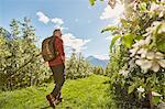 Mature man hiking through field, rear view, Meran, South Tyrol, Italy