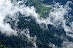 High angle view of misty forest,  Bolshoy Thach (Big Thach) Nature Park, Caucasian Mountains, Republic of Adygea, Russia