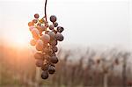 Bunch of grapes and vineyard in fog, Barolo wine region, Langhe, Piedmont. Italy