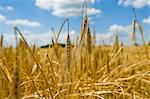 Ears of wheat in wheat field, blue sky