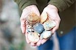 Woman's hands holding seashells, Devon, UK