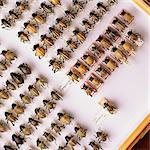 Beetle Collection