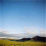 Wheat Fields, Western Cape, South Africa