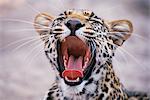 Leopard Yawning