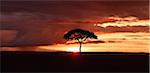 Silhoutted tree at sunset, Maasai Mara National Reserve, Kenya, Africa