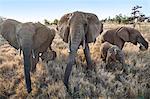Kenya, Meru County, Lewa Wildlife Conservancy. A family of African elephants in the early morning.