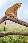 Kenya, Meru County, Lewa Wildlife Conservancy. A Lioness sitting on the branch of a dead tree.