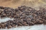 Kenya, Masai Mara, Narok County. White-bearded Gnus, or wildebeest, mass on the banks of the Mara River in readiness to cross during their annual migration.