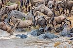 Kenya, Masai Mara, Narok County. White-bearded Gnus, or wildebeest, leap into the Mara River during their annual migration.