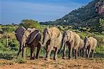 Kenya, Kitui County, Ithumba, Tsavo East National Park. A group of young orphaned elephants return to their protected pens in the late afternoon.