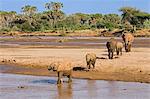 Kenya, Samburu County, Samburu National Reserve. A herd of elephants crossses the Uaso Nyiru River.