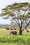 Kenya, Meru County, Lewa Wildlife Conservancy. A herd of elephants near a yellow-barked Acacia tree.