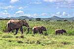 Kenya, Meru County, Lewa Wildlife Conservancy. A female elephant with her two offspring.