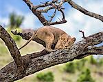 Kenya, Meru County, Lewa Wildlife Conservancy. A Lioness eyeing her potential prey from a vantage point on a dead tree.