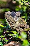 Kenya, Nairobi County, Karen. A Von Hohnel's Chameleon.