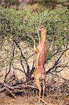 Kenya, Samburu County, Samburu National Reserve. A male Gerenuk feeding on browse while standing on its hind legs.