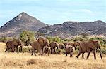 Kenya, Samburu County, Samburu National Reserve. A herd of elephants on the move.