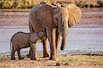 Kenya, Samburu County, Samburu National Reserve. A young elephant suckles its mother on the banks of the Uaso Nyiru River.