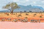 Kenya, Taita-Taveta County, Tsavo East National Park. A herd of common Zebras drink at a waterhole in dry savannah country.