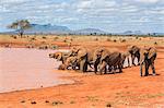 Kenya, Taita-Taveta County, Tsavo East National Park. A herd of African elephants and common Zebras drink at a waterhole in dry savannah country.