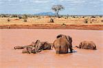 Kenya, Taita-Taveta County, Tsavo East National Park. African elephants enjoy bathing at a waterhole in dry savannah country.