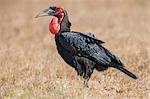 Kenya, Taita-Taveta County, Tsavo East National Park. A Southern Ground-hornbill with inflated red throat wattles.