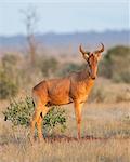 Kenya, Taita-Taveta County, Tsavo East National Park. A Coke's hartebeest.