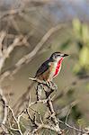 Kenya, Taita-Taveta County, Tsavo East National Park. A Rosy-patched Bush-shrike.