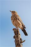 Kenya, Taita-Taveta County, Tsavo East National Park. A Rufous-naped Lark