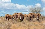 Kenya, Taita-Taveta County, Tsavo East National Park. A herd of African elephants in dry savannah country with two Northern Carmine Bee-eaters perched in the foreground.