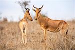 Kenya, Taita-Taveta County, Tsavo East National Park.