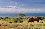 Mt. Kilimanjaro viewed from Amboseli National Park, Kenya, Africa