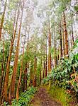 Portugal, Azores, Santa Maria, Pine Forest on the hillside of Pico Alto.