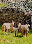 Portugal, Azores, Flores, Faja Grande, Sheeps on the trail near Faja Grande.