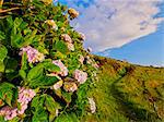 Portugal, Azores, Flores, Hortensias on the path between Mosteiro and Lajedo villages.