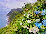 Portugal, Azores, Sao Miguel, Nordeste, View of the Eastern Coast from the Miradouro Ponta da Madrugada with Hortensias in the foreground.