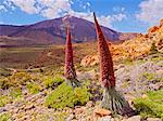 Spain, Canary Islands, Tenerife, Teide National Park, View of the Endemic Plant Tajinaste Rojo, Echium Wildpretii, and Teide Peak.