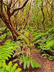 Spain, Canary Islands, Tenerife, El Bailadero, Bosque Encantado in Anaga Rural Park.