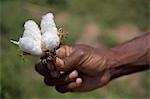 Cotton Boll, Kampala, Uganda, Africa