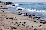 Elephant seals lying on beach, San Simeon, California, USA