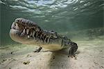 Territorial American croc (Crocodylus acutus) on seabed, Chinchorro Banks, Mexico