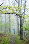 Rear view of woman with umbrella walking in Shenandoah National Park, Virginia, USA