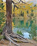 Larch Tree in Autumn at Lai da Palquogna, Albula Pass, Grisons, Switzerland