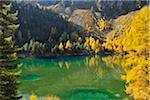 Larch Trees in Autumn on Shore of Lai da Palquogna, Albula-Pass, Grisons, Switzerland