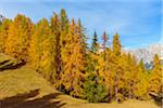 Beautifully Colored Larches in Autumn, Passo di Falzarego, Cortina d'Ampezzo, Veneto, Dolomites, Italy